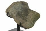 3.6" Hadrosaur (Hypacrosaur) Phalange with Metal Stand - Montana - #132005-1